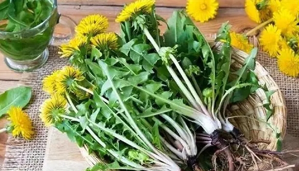 Quid mutationes tu vides in corpore cum bibens Dandelions quotidie? Est Dandelion Extract Vera enim Anti Cancri?