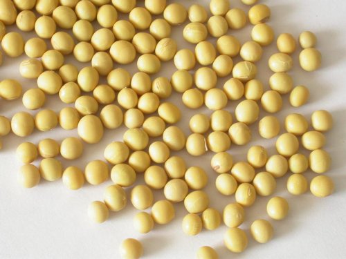 Quid sunt munera et effectus SOY Isoflavones?