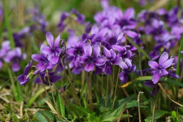 Quid sunt munera purpureum culo extract?