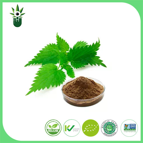 Urtica Extract